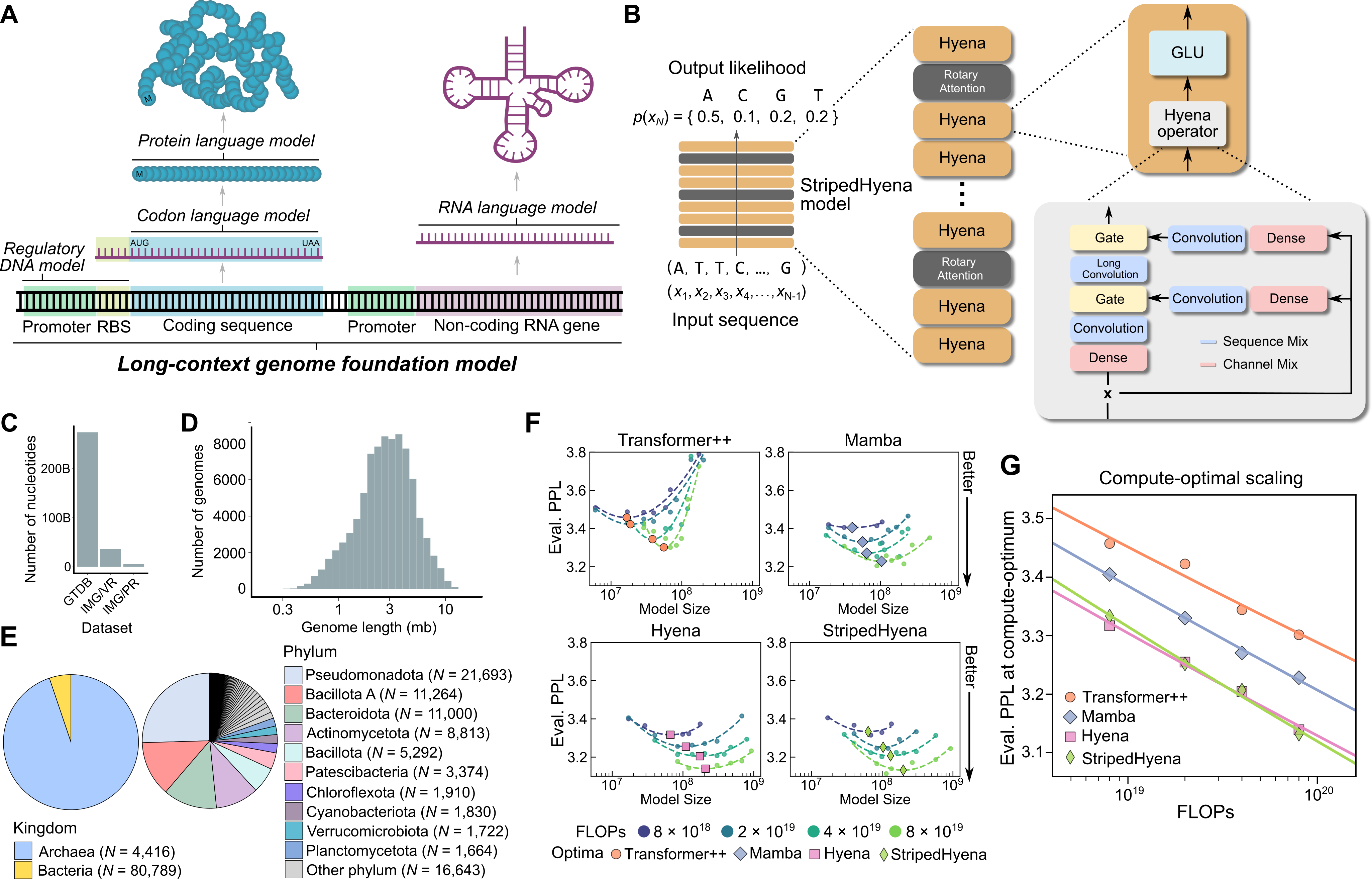 Evo introduces a 131k context window genomic foundation model using the StripedHyena architecture, trained on 300 billion nucleotides from prokaryotic genomes.