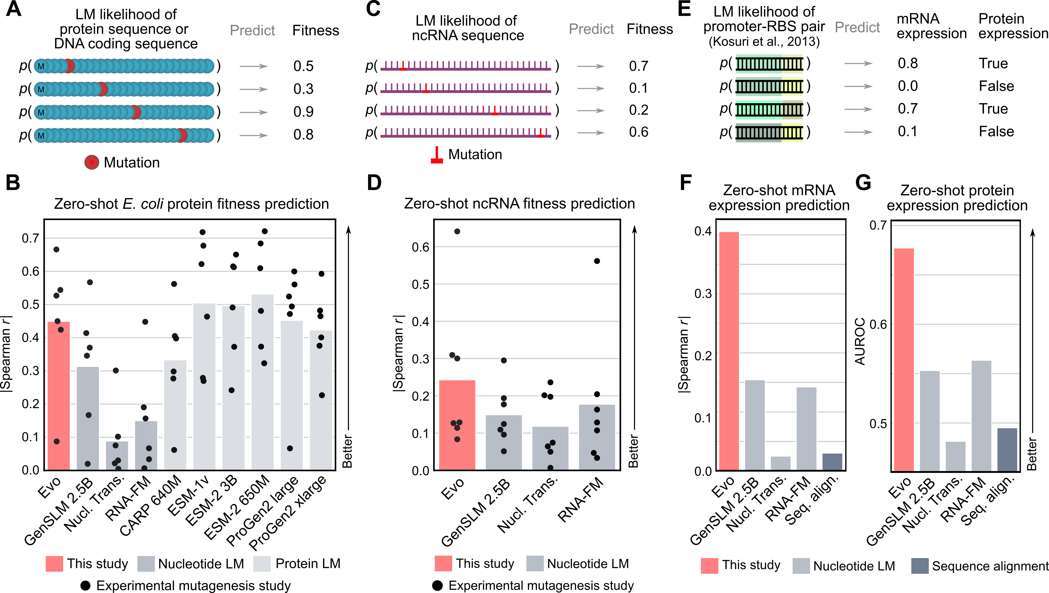 Evo achieves state-of-the-art zero-shot fitness prediction across proteins, ncRNA, and mRNA, outperforming specialized models without task-specific training.