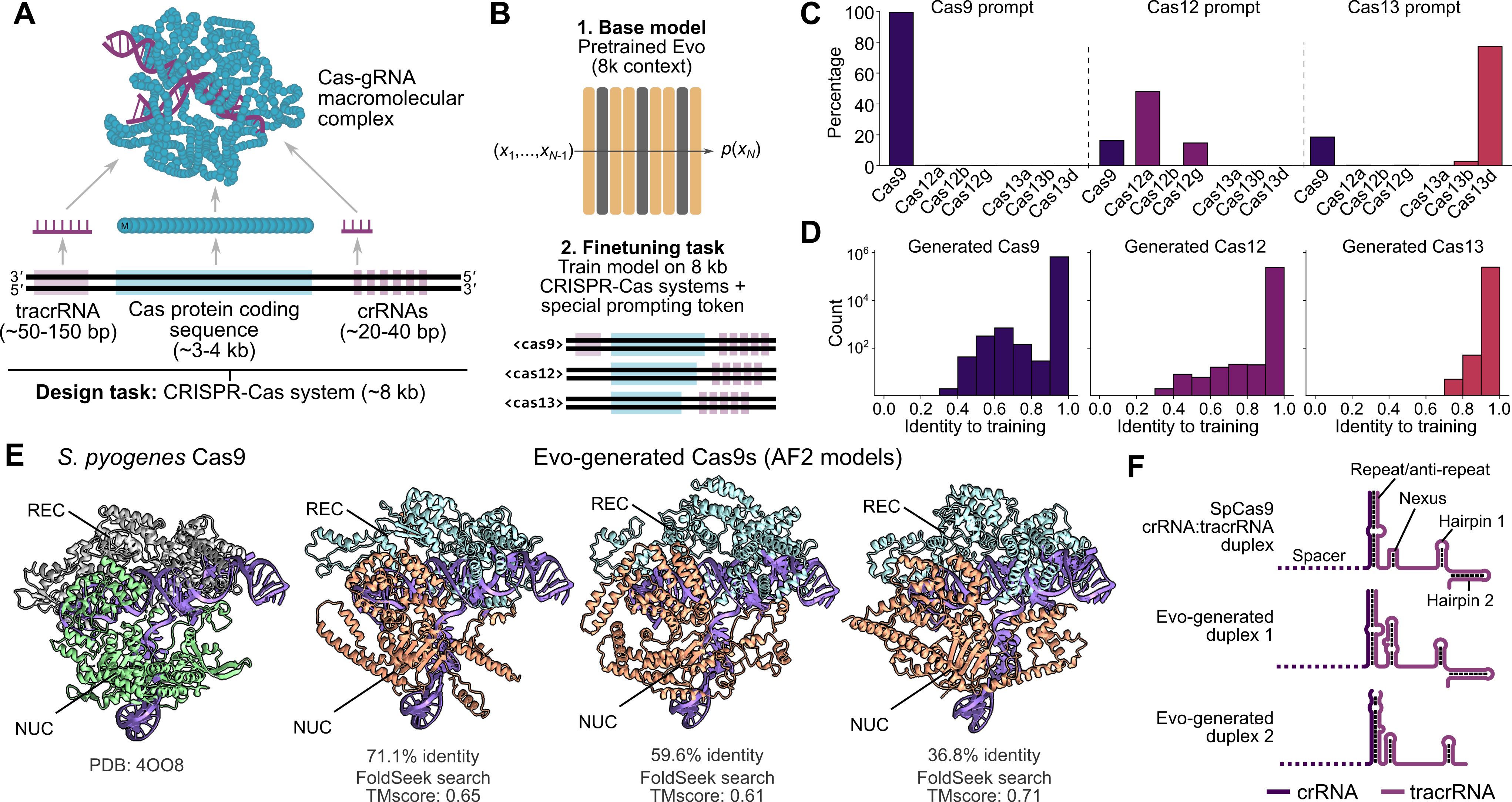 Evo generates functional CRISPR-Cas systems de novo. Generated Cas9 proteins show 36-71% sequence identity to natural systems while maintaining predicted structural integrity.