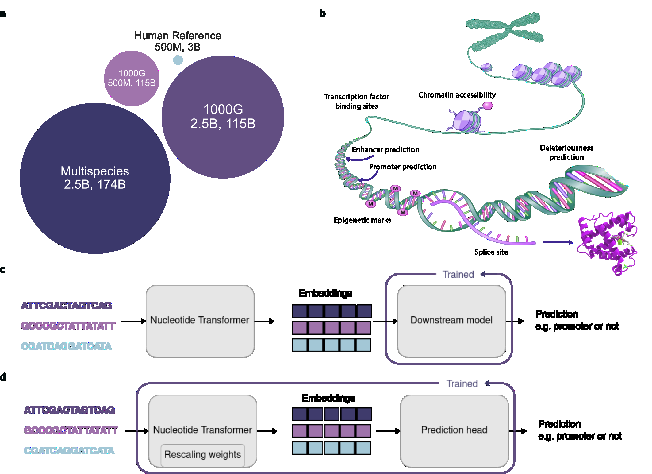 The Nucleotide Transformer family includes models trained on different data sources, enabling predictions across chromatin accessibility, transcription factor binding, and variant effects.