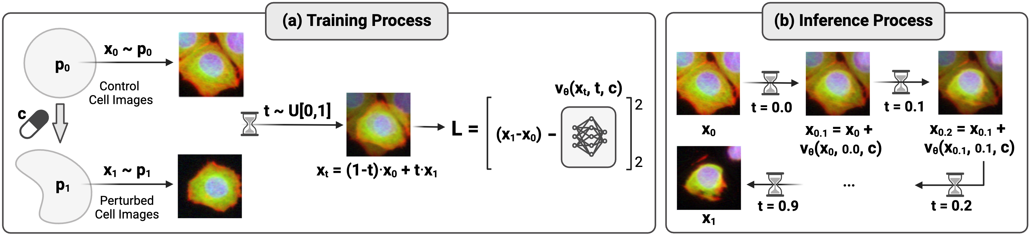 Figure 7: CellFlux Training and Inference