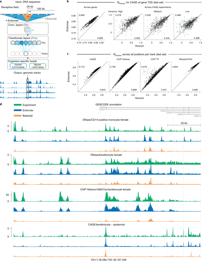 Enformer architecture connecting long sequence context to supervised genomic tracks