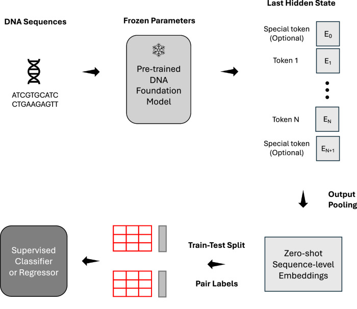 Frozen genomic embeddings passing through pooling and a trained downstream predictor