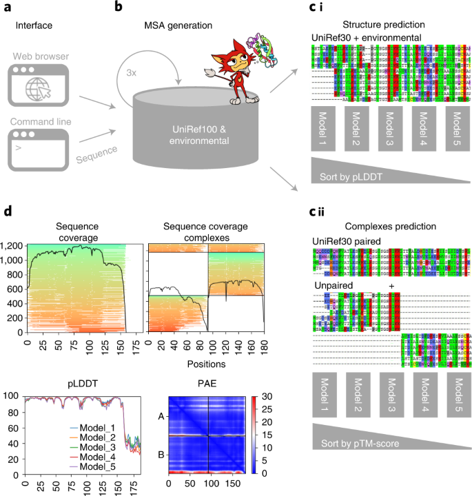 ColabFold sequence search, prediction and confidence workflow