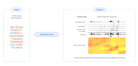 AlphaGenome takes DNA sequence as input and predicts thousands of DNA properties