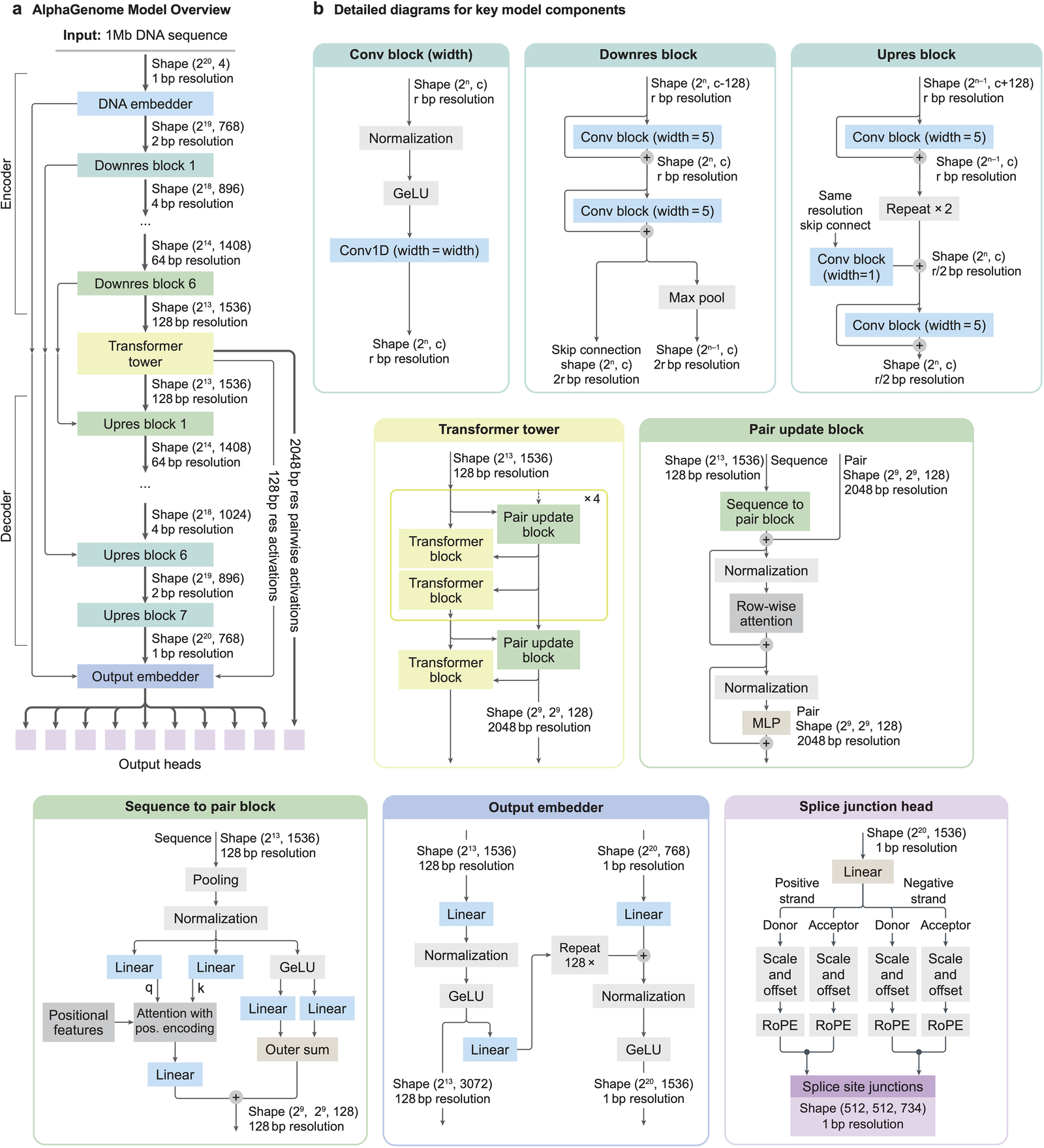 Detailed AlphaGenome model architecture