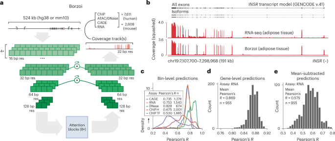 Borzoi architecture: 500 kb context model for RNA-seq prediction