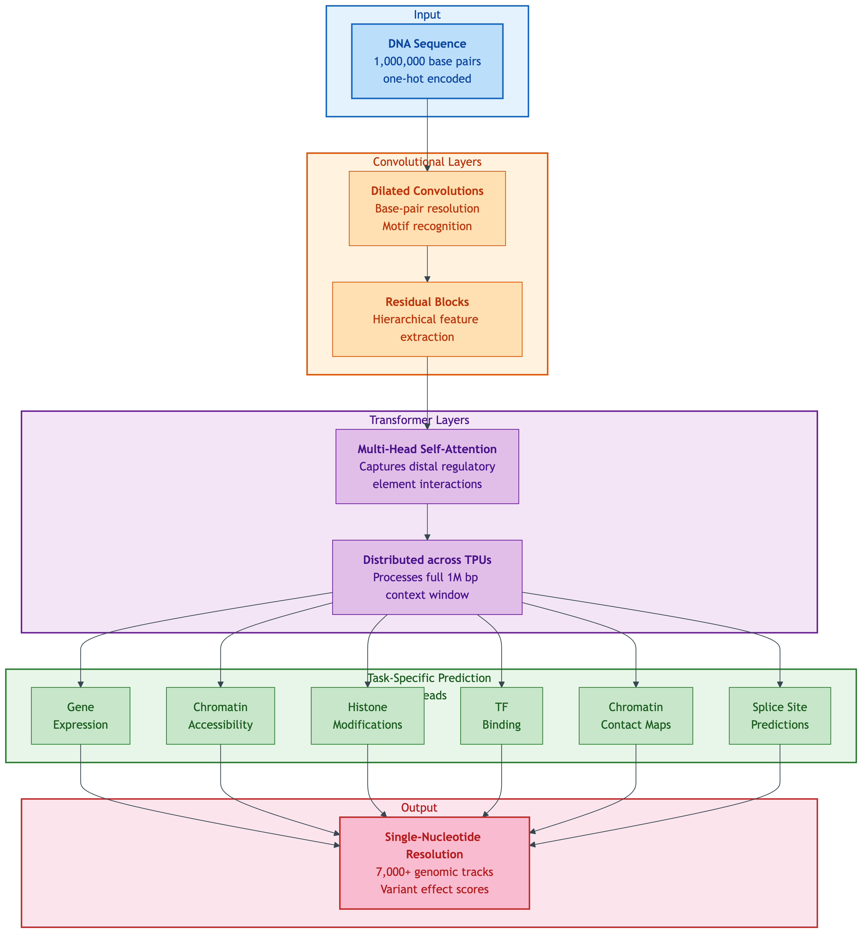 AlphaGenome architecture: DNA input flows through convolutional layers, transformer layers, and task-specific prediction heads