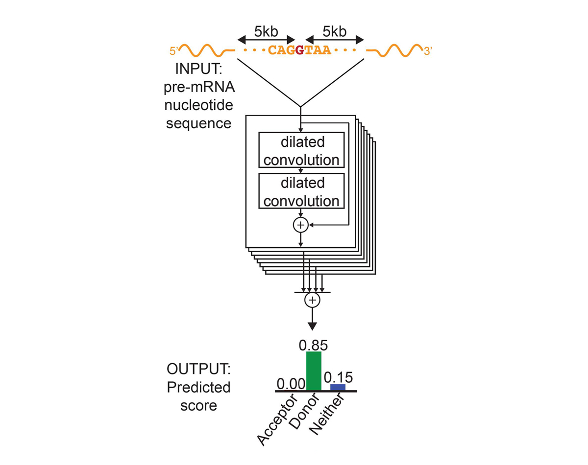 SpliceAI processes 10,000 nucleotides of flanking context per position