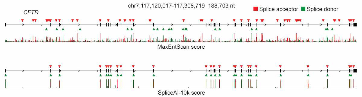 Comparison of MaxEntScan vs. SpliceAI predictions for the CFTR gene