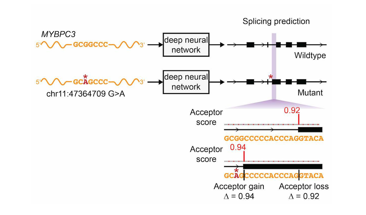 Delta-score variant effect scoring shown for a pathogenic MYBPC3 variant