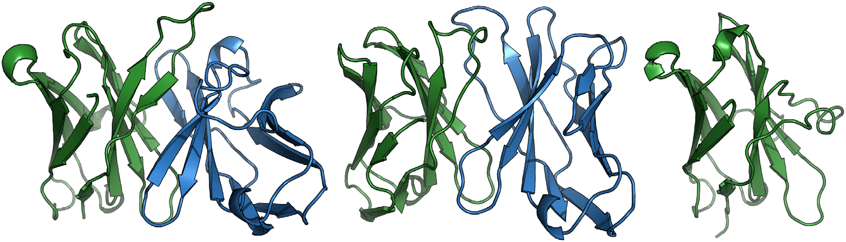 Structural comparison of an antibody variable domain, a T-cell receptor variable domain and a nanobody