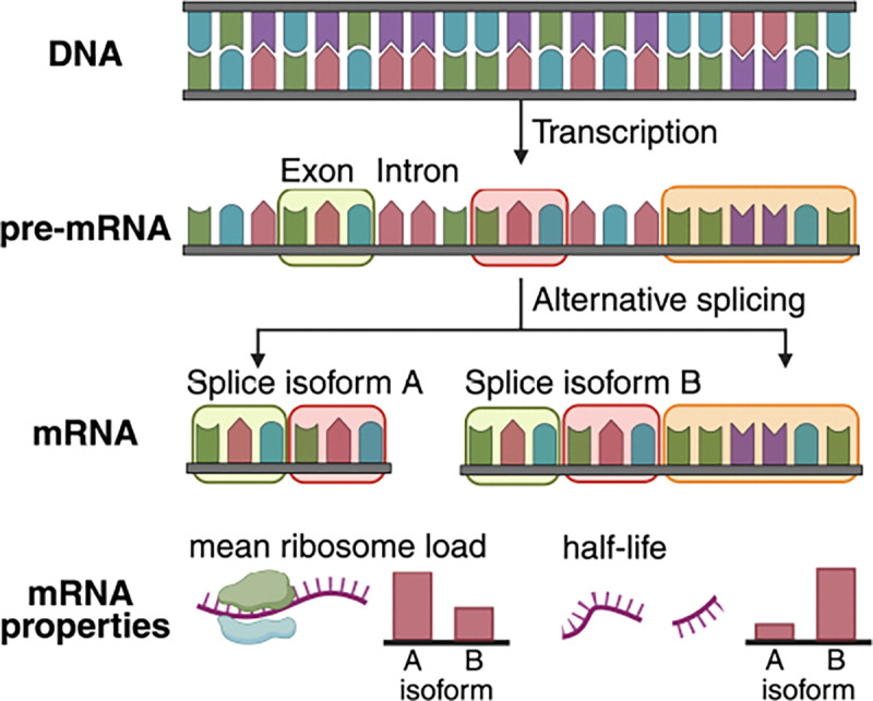 mRNABench map from pre-mRNA processing to mature-mRNA properties