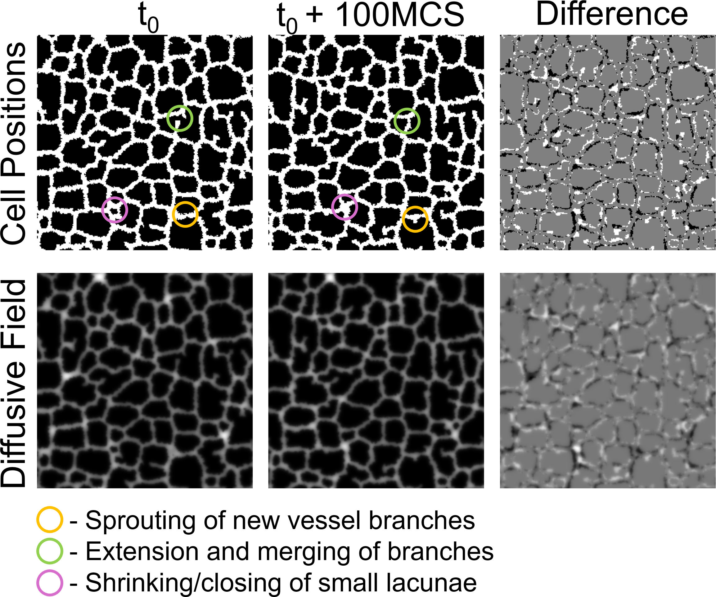 CPM Dynamics Visualization