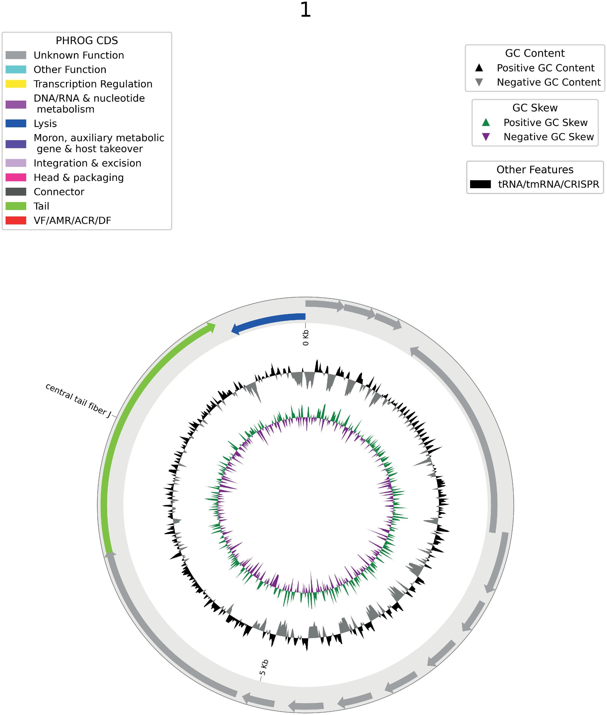 Synthetic prophage genome map