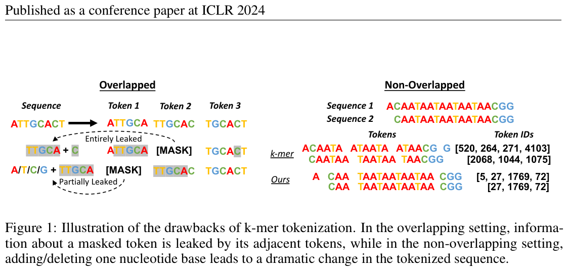 Figure 1: k-mer tokenization can leak information across overlapping tokens, motivating the move to Byte Pair Encoding in DNABERT-2.