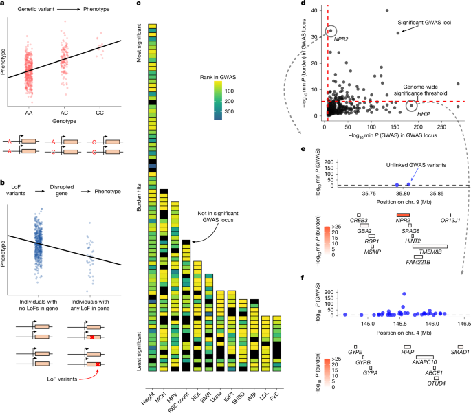 GWAS vs LoF Burden Tests - Different gene prioritization approaches