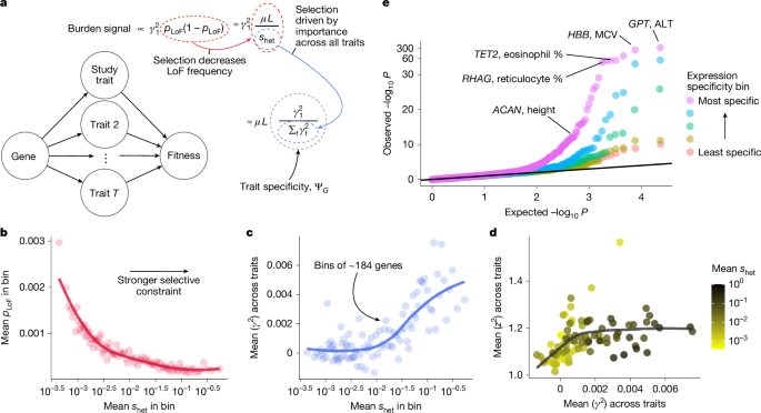 Burden Tests Prioritize Trait-Specific Genes Over Large-Effect Genes
