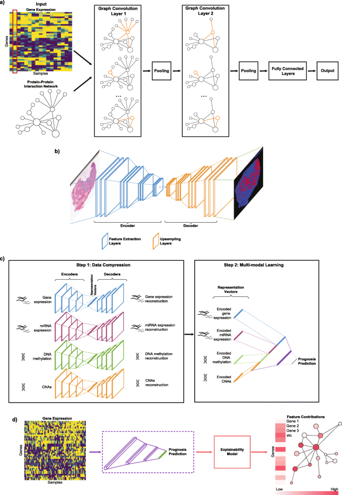 Deep learning architectures for cancer applications