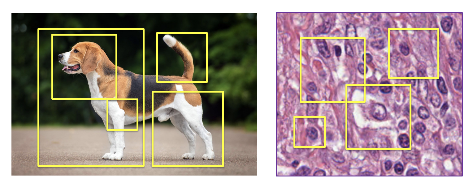 Self-supervised learning architecture showing representation learning challenges in histology